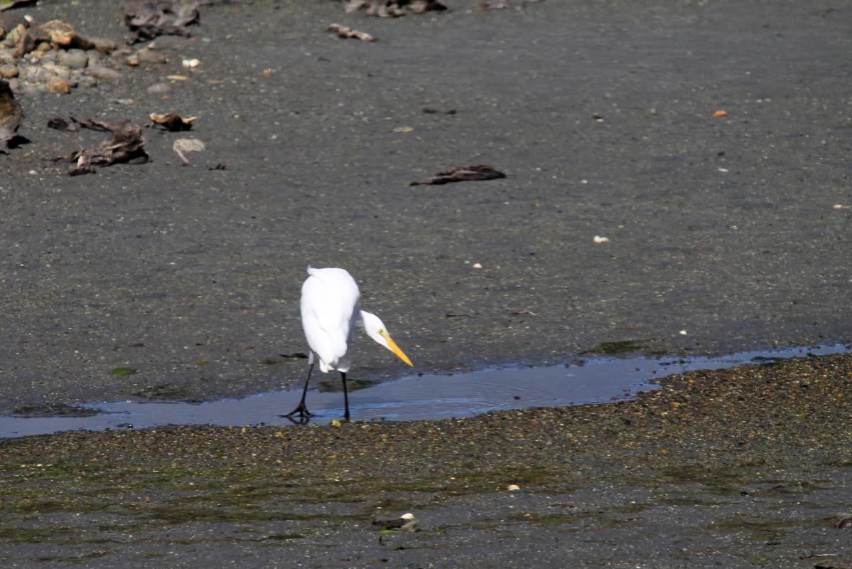 Eastern Great Egret (Ardea alba modesta)